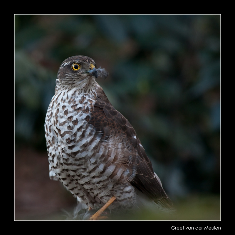 4312 sparrowhawk