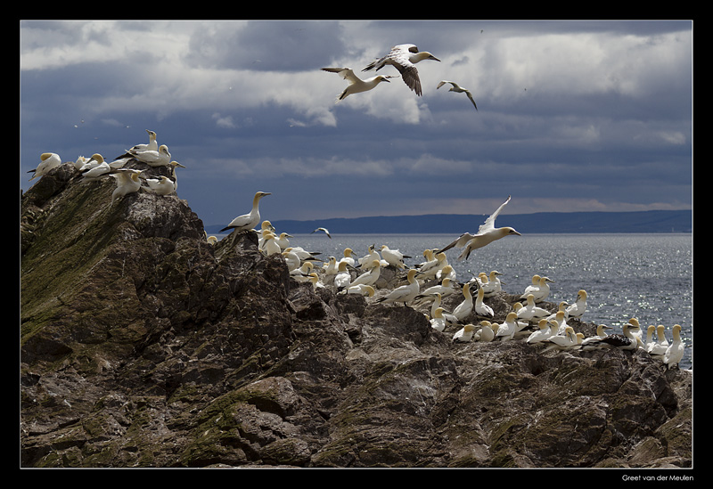7699 gannets on Bass Rock