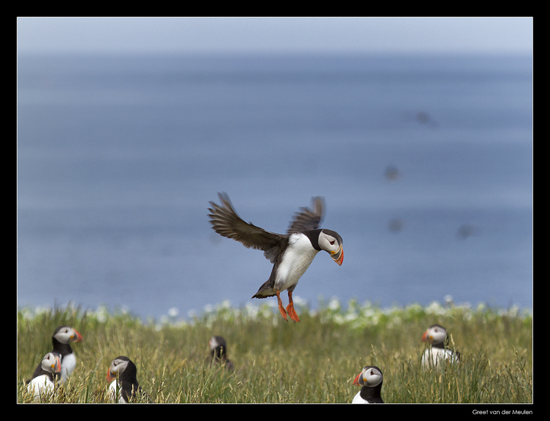 8000 landing puffin