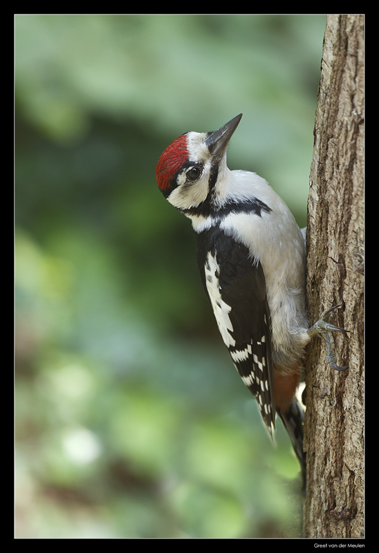 1897 young great spotted woodpecker
