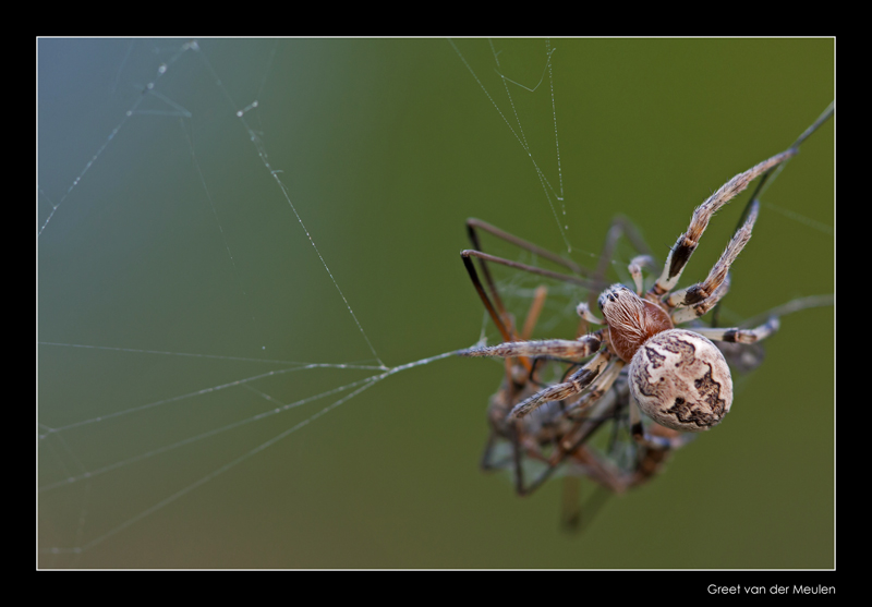 1365 spider with prey