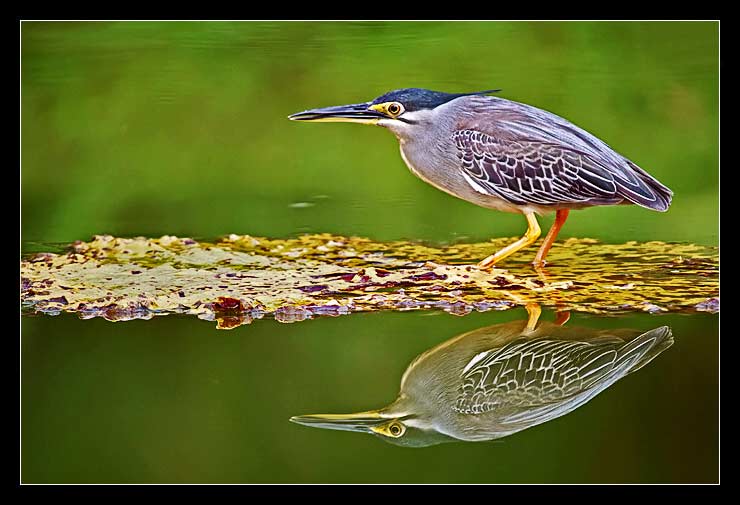 Little Heron