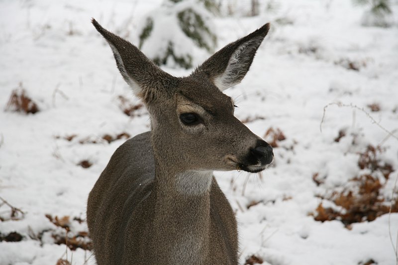Another Deer