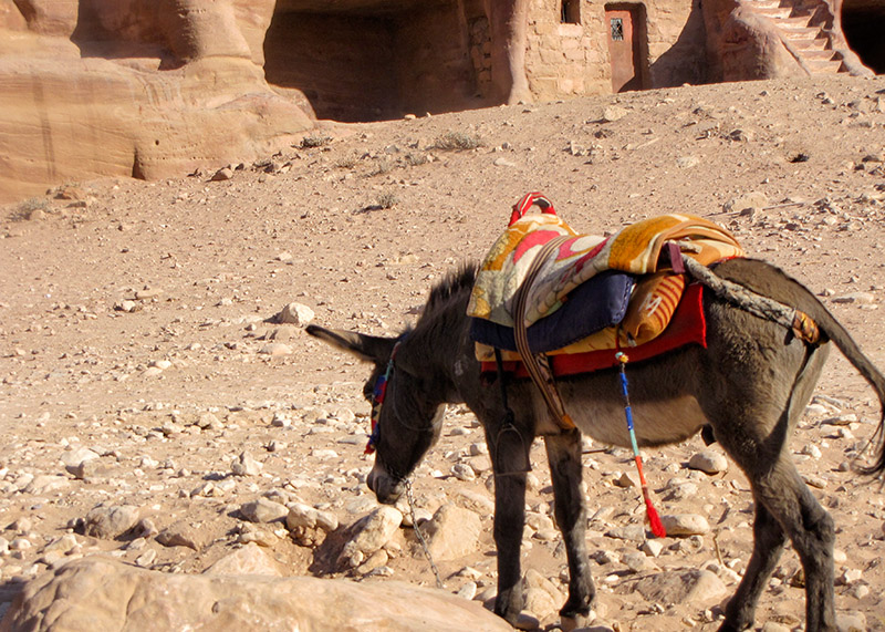 A burro in his Petra surroundings