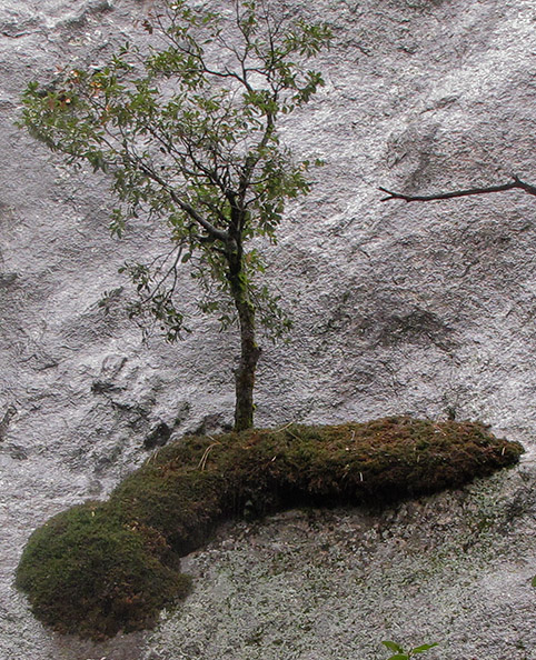 Tree on its own place on side of a large rock, Day 2. SX #2281