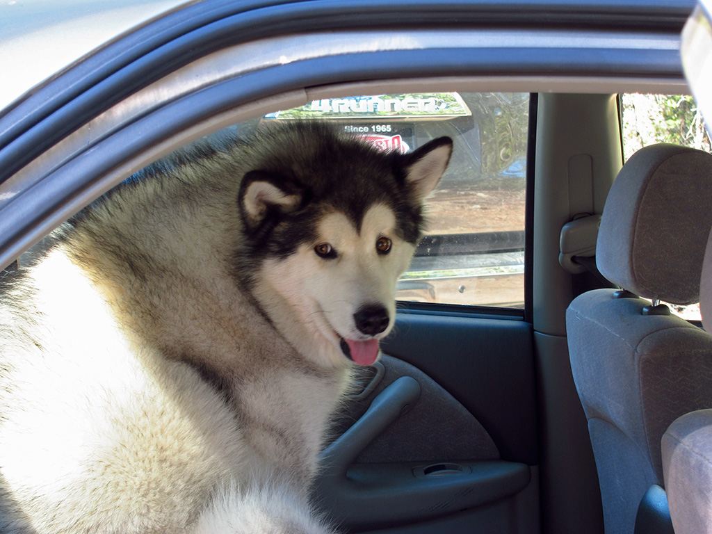 Taiya and parents hitching a ride in my car.  #2810