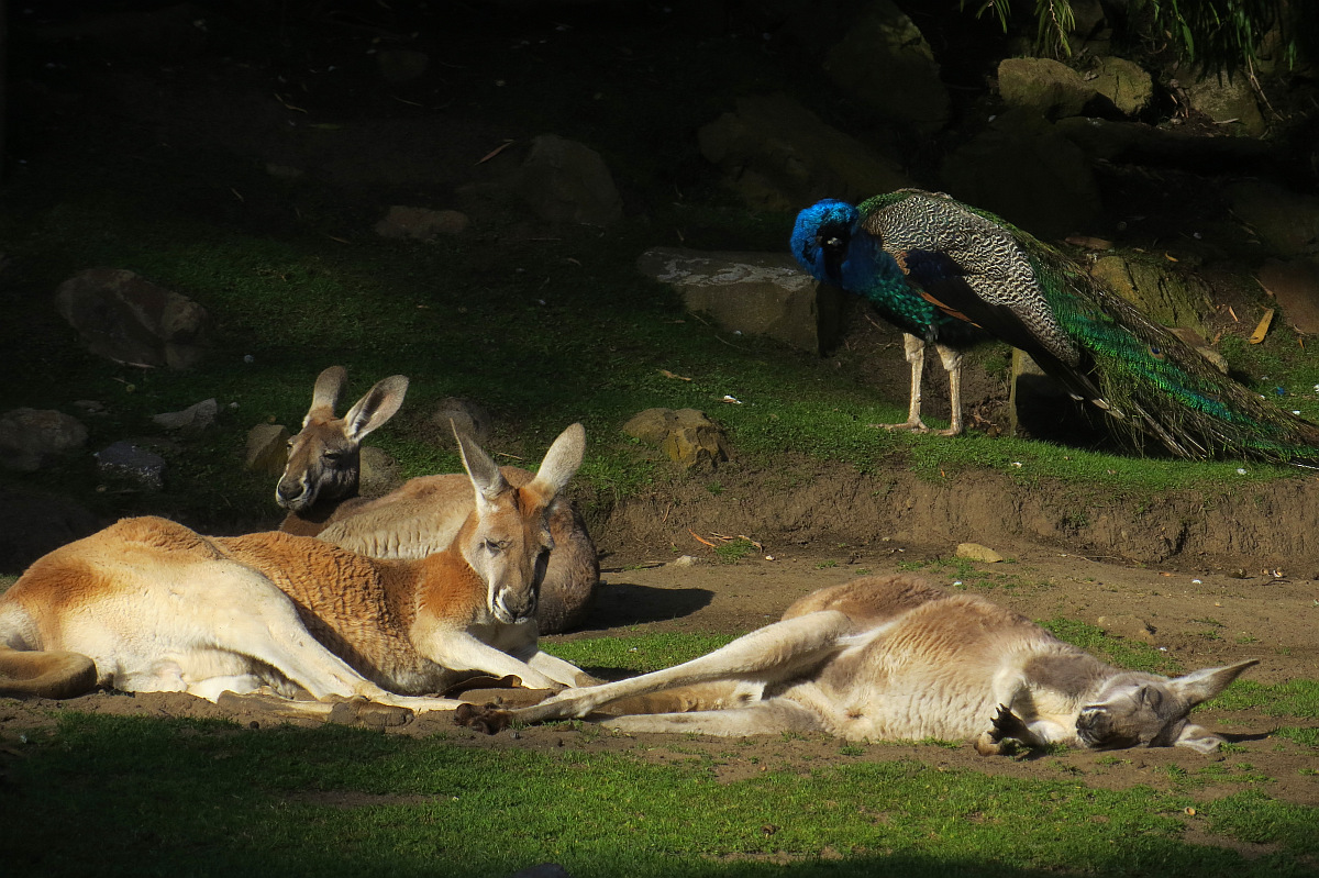 Last shot as they shood us out at dusk (5:17pm PDT). 270mm-equiv zoom. 1356