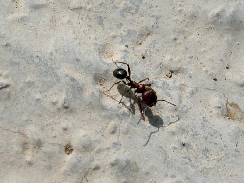 Giant ant at the cafe area below Mt. Nemruts tumulus