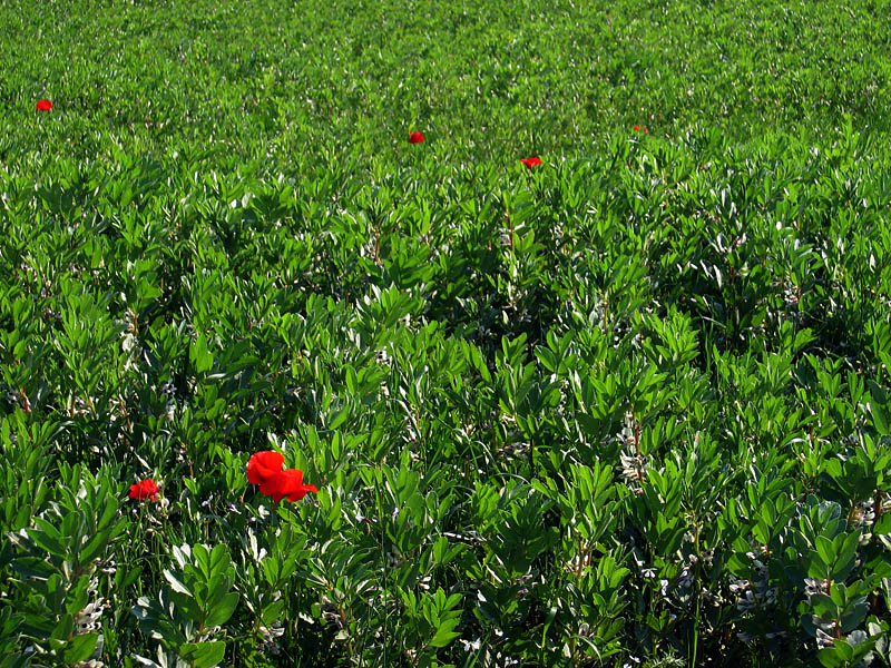 Large fields of flowers
