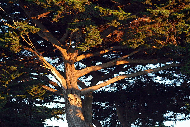 Tree at Fort Mason, San Francisco