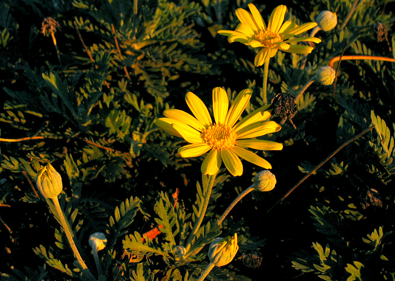 Flowers there