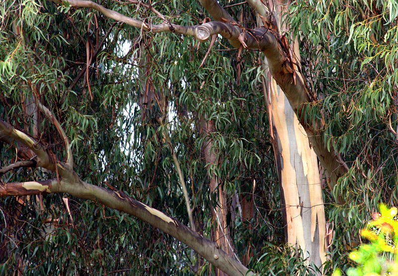 Found the state of the bark interesting