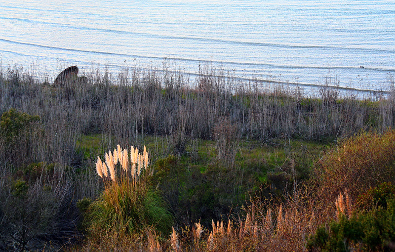 Shore area, with more sun