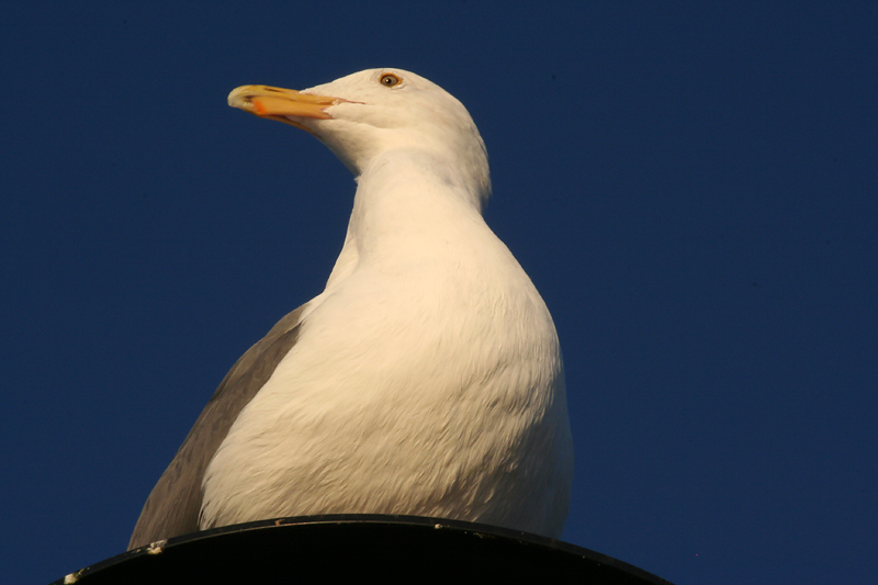mImg_8328-800.jpg
