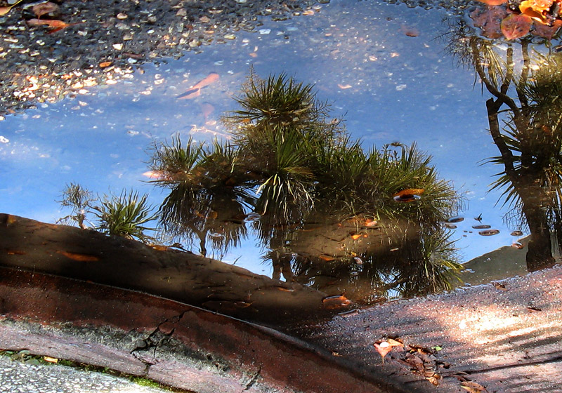 Curb reflection in Berkeley