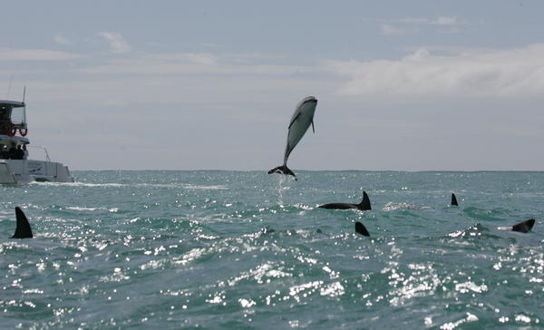 dusky dolphins