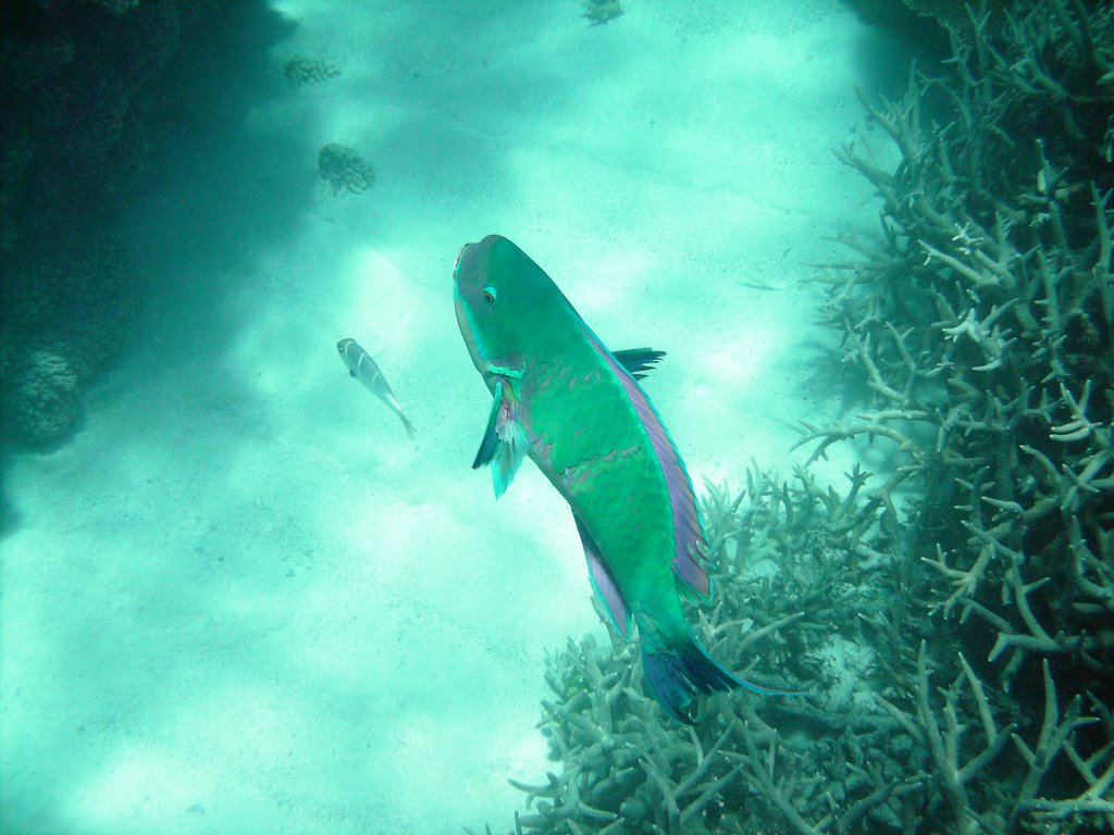 parrot fish