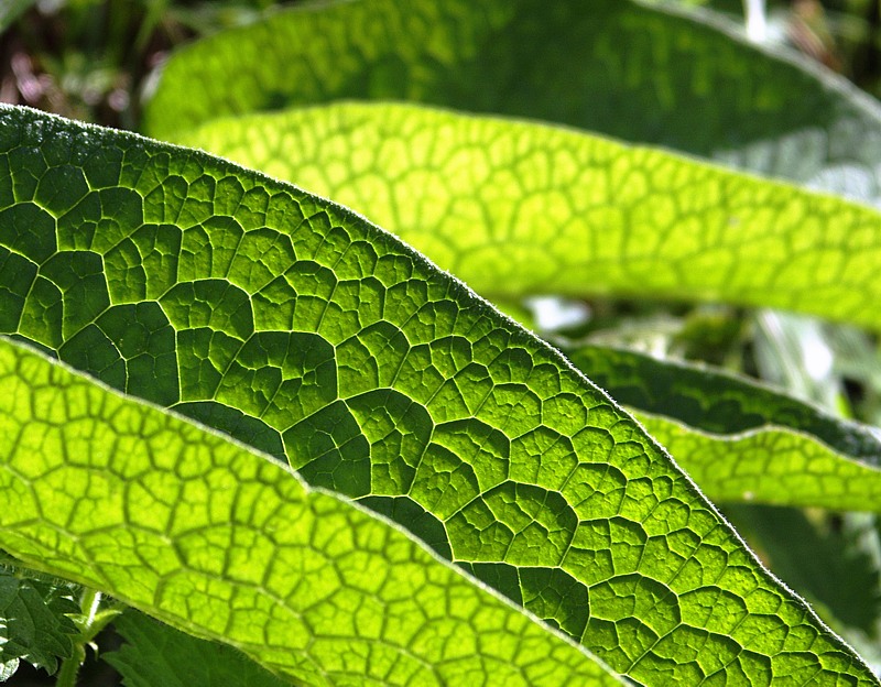 Backlit Leaf