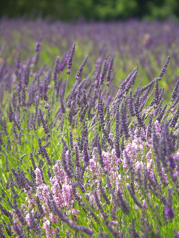 #3: Lavender