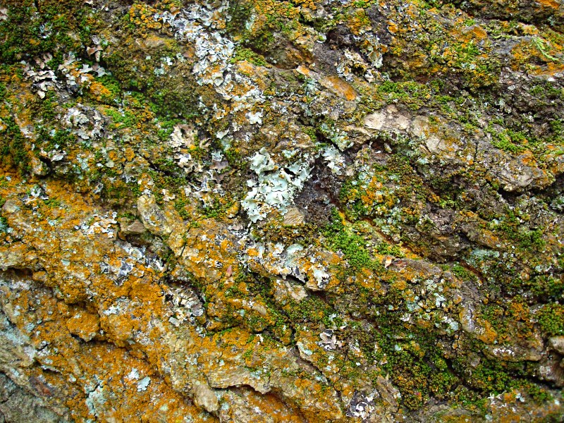 Life On Bark by Martin Seetzen
