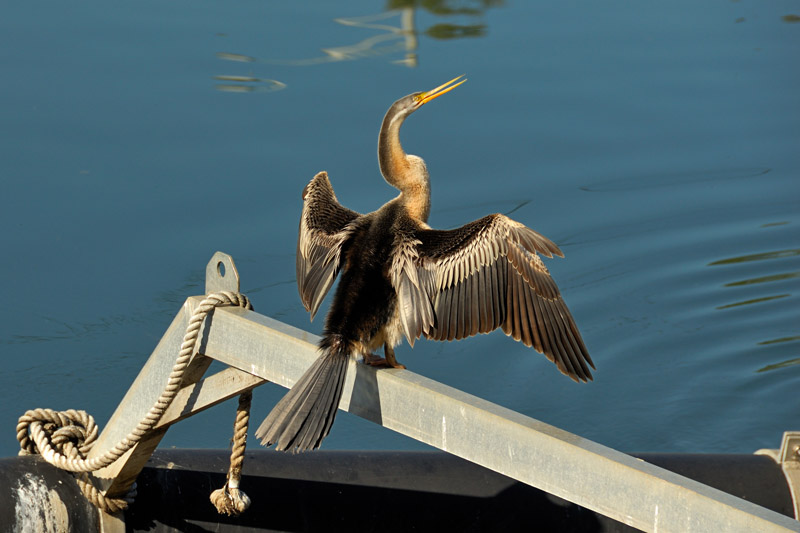 #4: <ital>Anhinga novaehollandiae:</ital><br>Australian Darter<br>by Bugzie