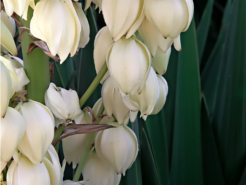 Yucca Filamentosa:<br>In Bloom*