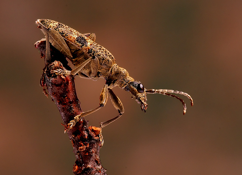 A Bugs Portrait* by MCsaba