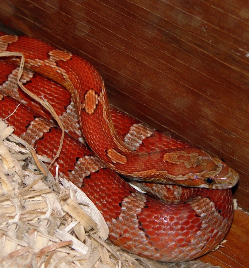 Corn Snake