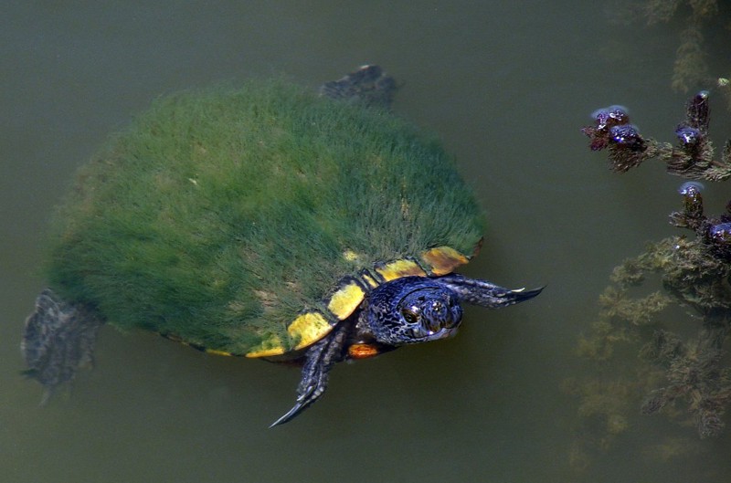 Moss-Backed Turtle
