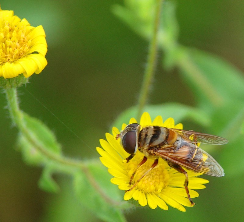 Buzzy Bee
