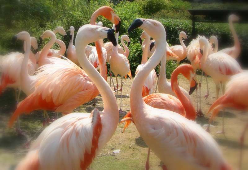 Flamingo Love