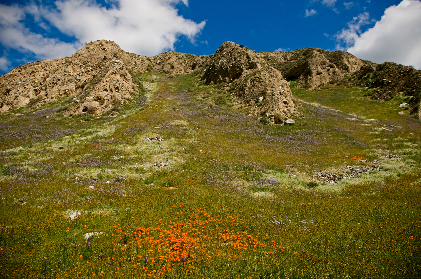 3/15/09- Wind Wolves Preserve Wildflowers