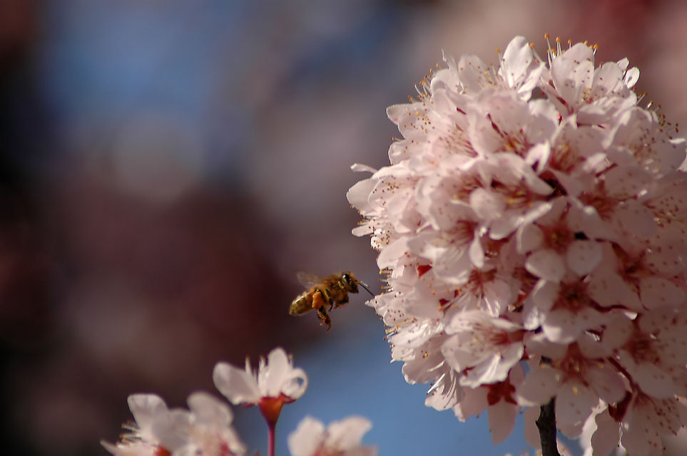 2/25/07- Bee in a Plum Tree- V2.0