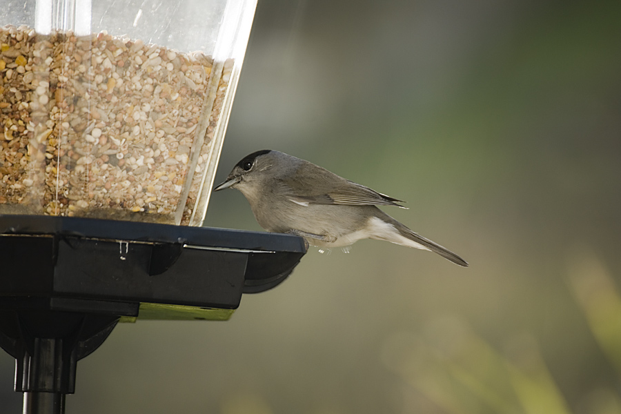 Black cap at the feeder