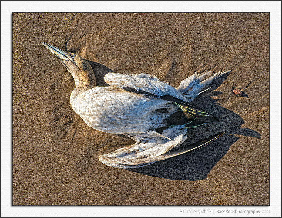 Gannet No More