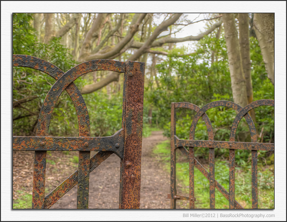 The Old Gate in the Woods