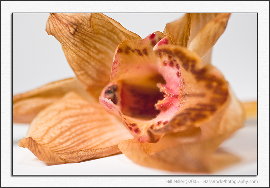 Dying orchid