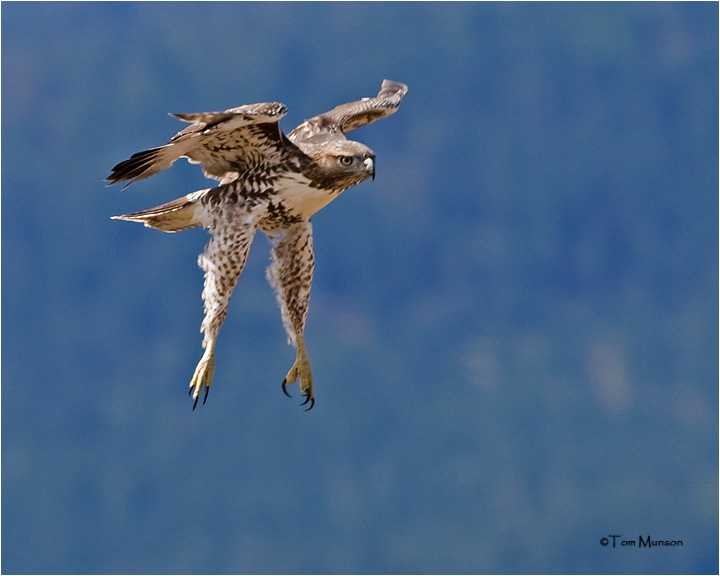  Red-tailed Hawk