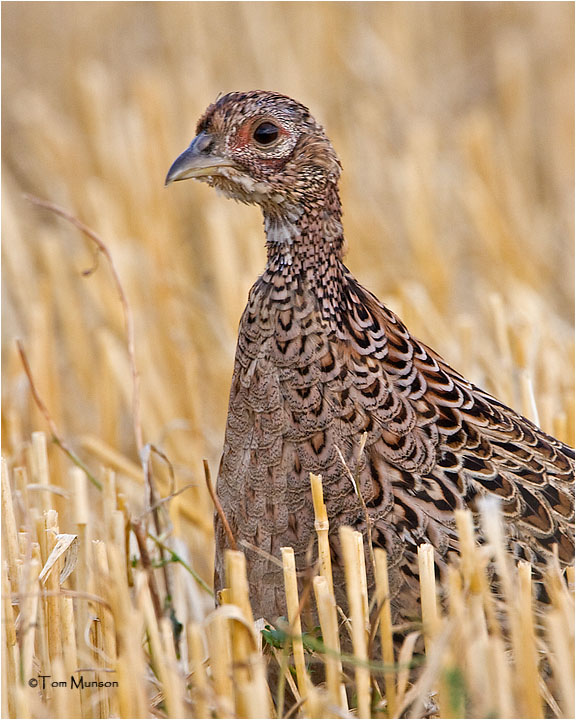  Ring-necked Pheasant  (young bird)