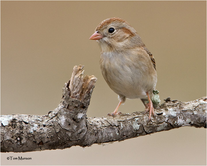  Field Sparrow