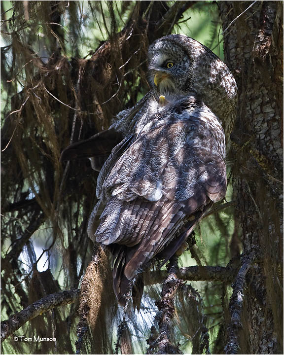  Great Gray Owls