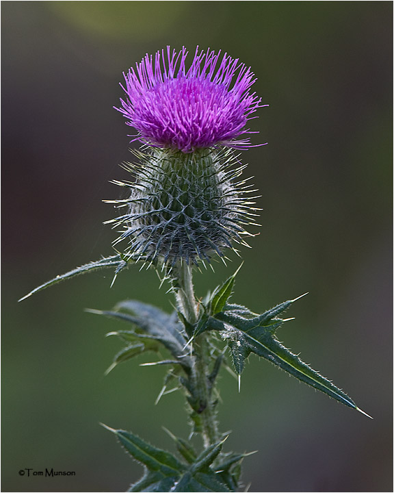  Canadian Thistle