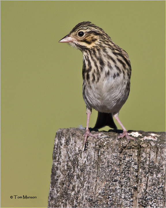  Savannah Sparrow