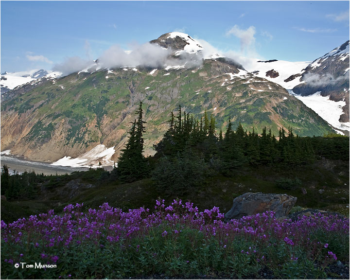 Mountain Flowers
