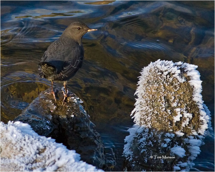 American Dipper