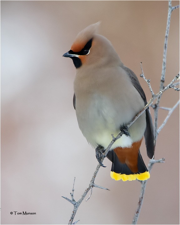  Bohemian Waxwing