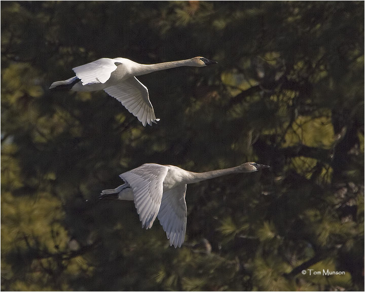  Trumpeter Swan