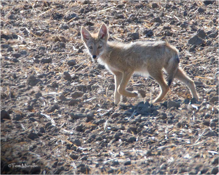  (backlit) Coyote pup