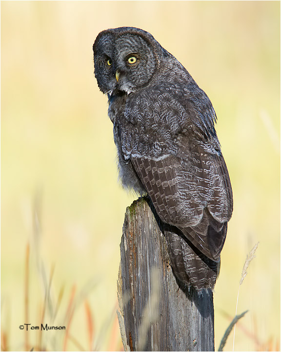  Great Gray Owl