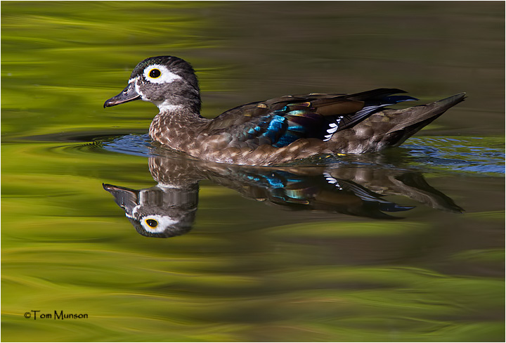  Wood Duck (hen)